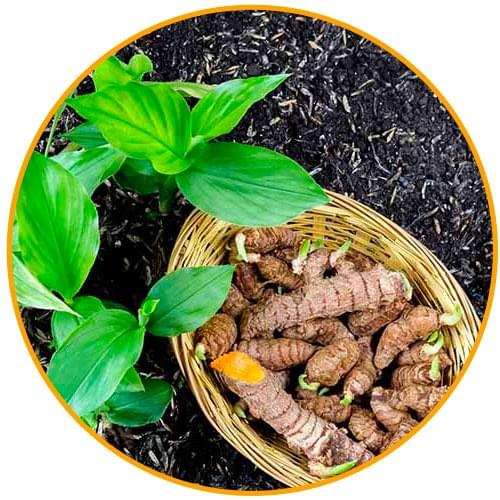 VertigoFX Vertigo & Dizziness Relief Formula